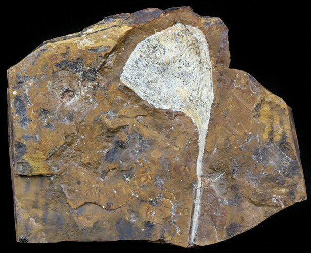 Fossil Ginkgo Leaf From North Dakota - Paleocene #58984